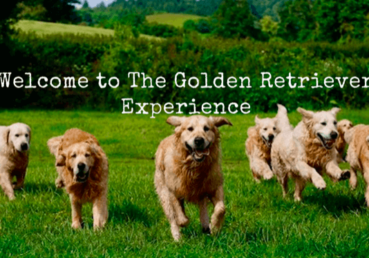 The Golden Retriever Experience