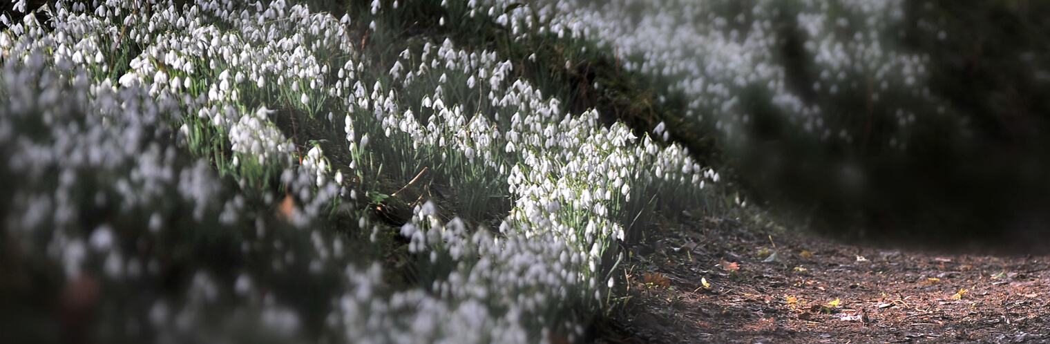 'Spring Break' - Dine & Stay Offer