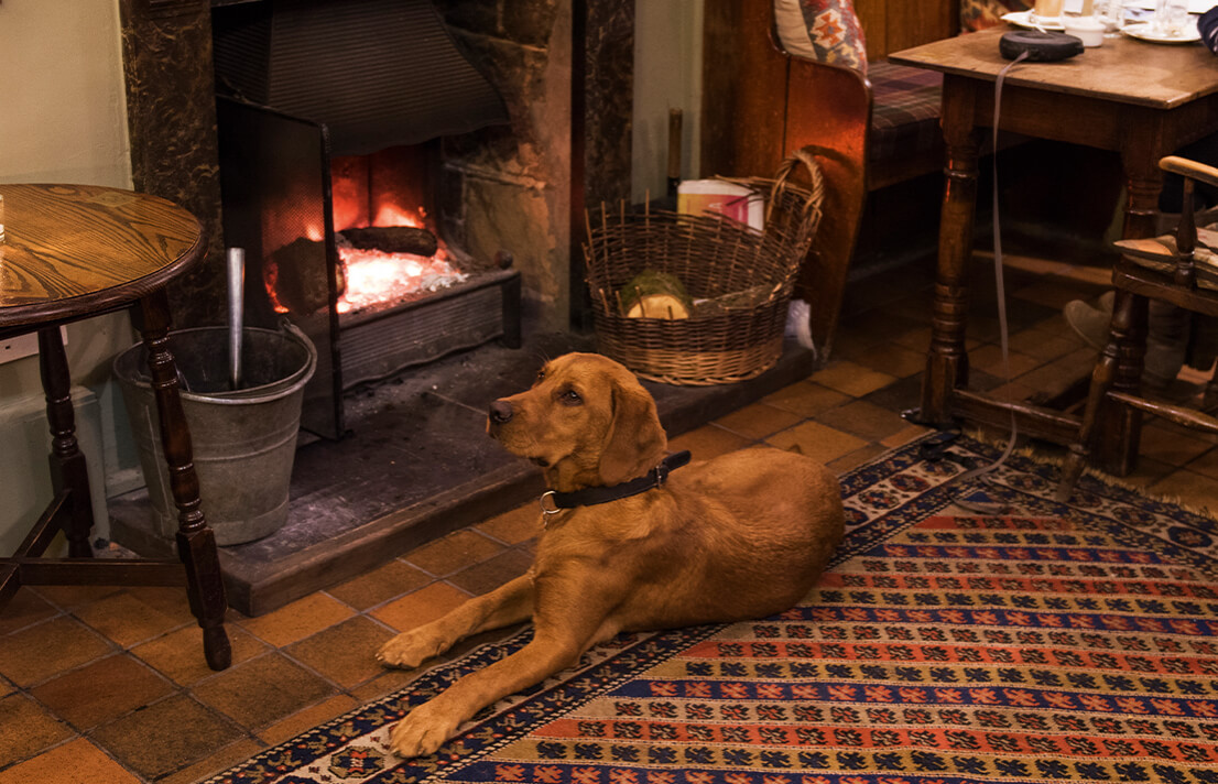 dog friendly rooms